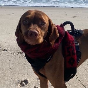 Meet your Posher, Patrick